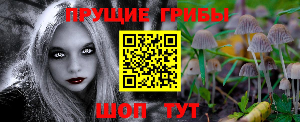 Псилоцибиновые грибы Psilocybe Печора